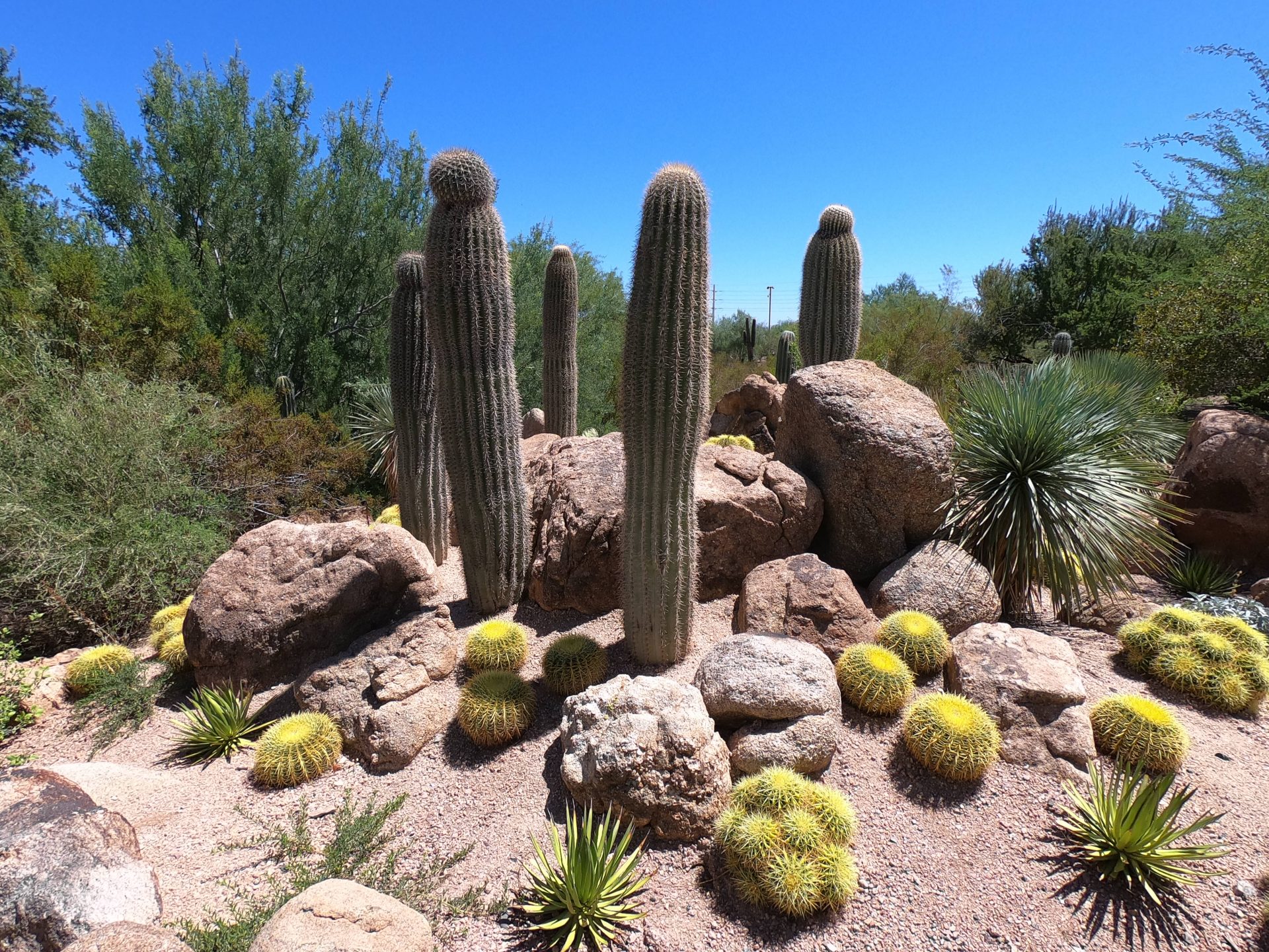 Phoenix Desert Botanical   Gardens