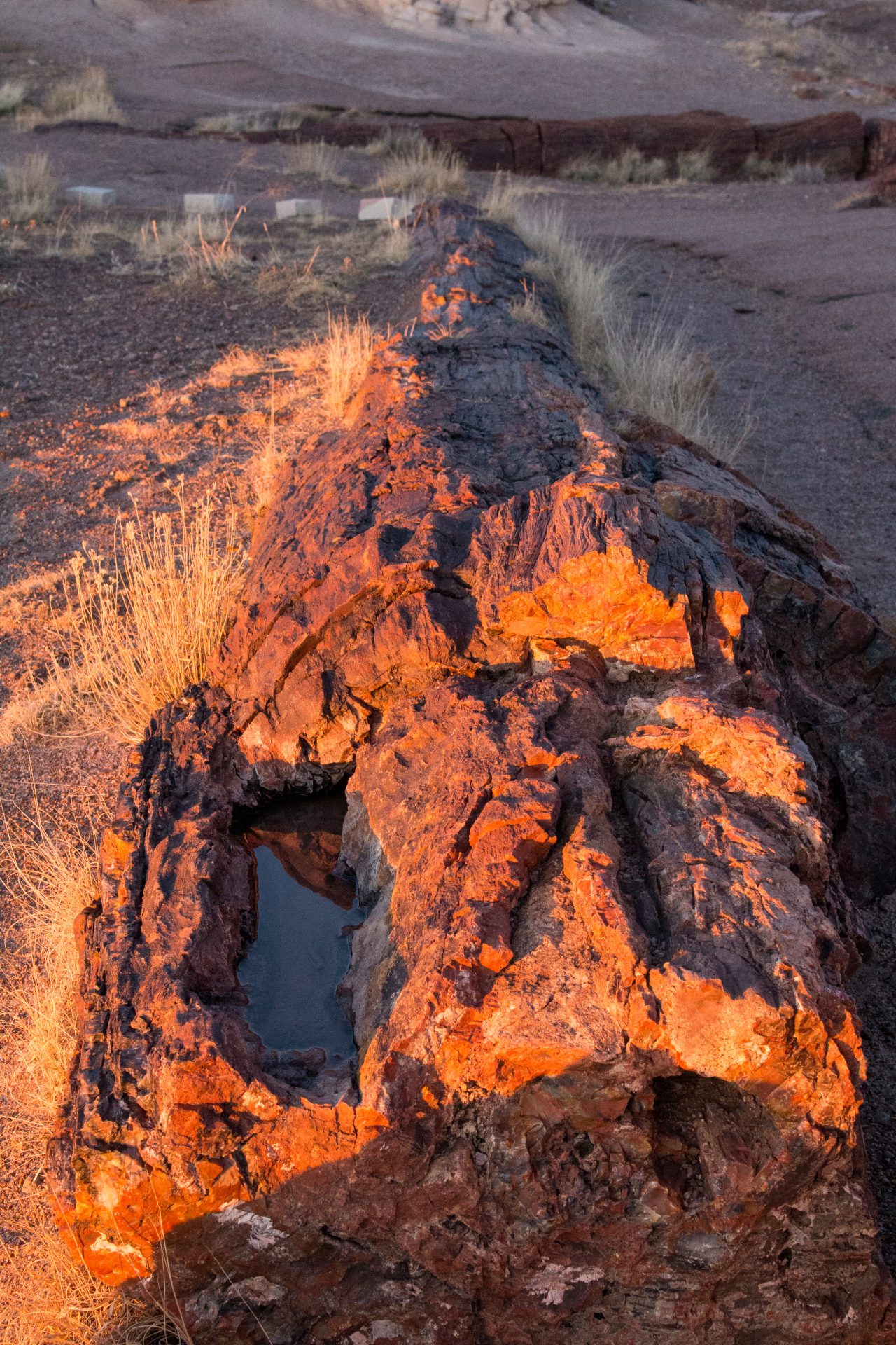 Petrified National Forest – A Look Into Arizona’s Past